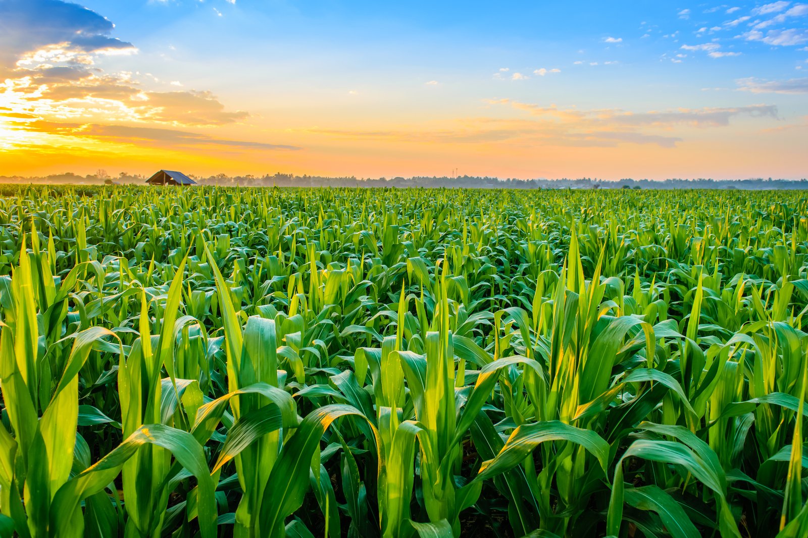 Agricultural field